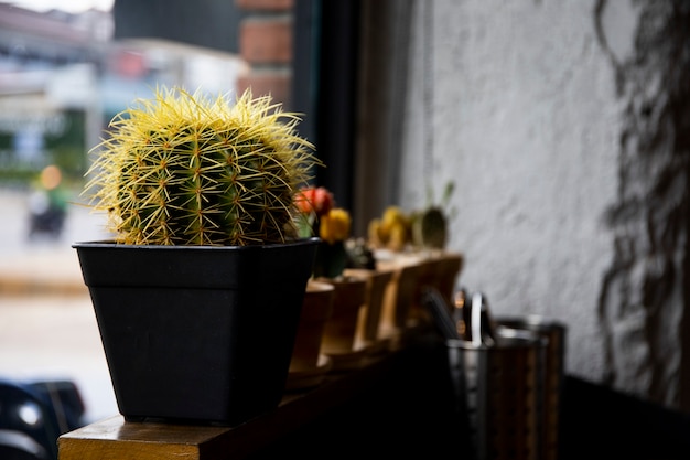 Close up cactus with bright light in the morning