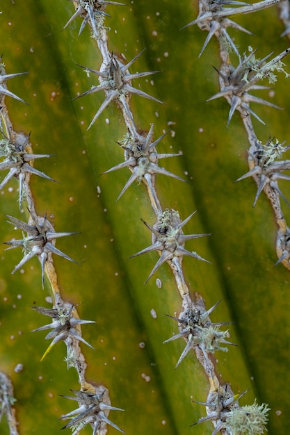 A close up of a cactus with the spines showing the thorns.