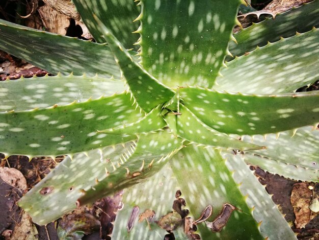 Close-up of cactus