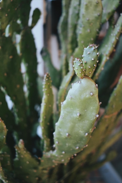 Photo close-up of cactus