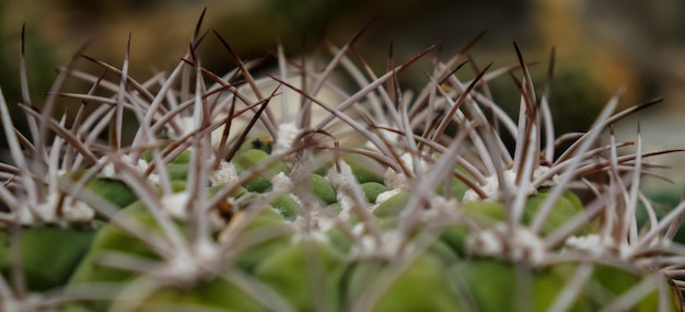 Photo close-up of a cactus