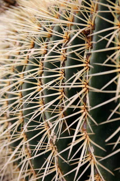 Foto prossimo piano di un cactus