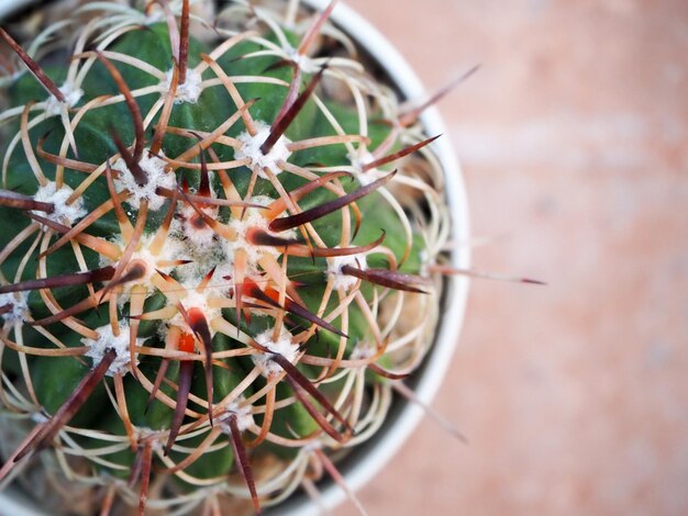 Photo close-up of cactus