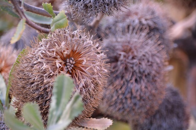 Foto prossimo piano di un cactus