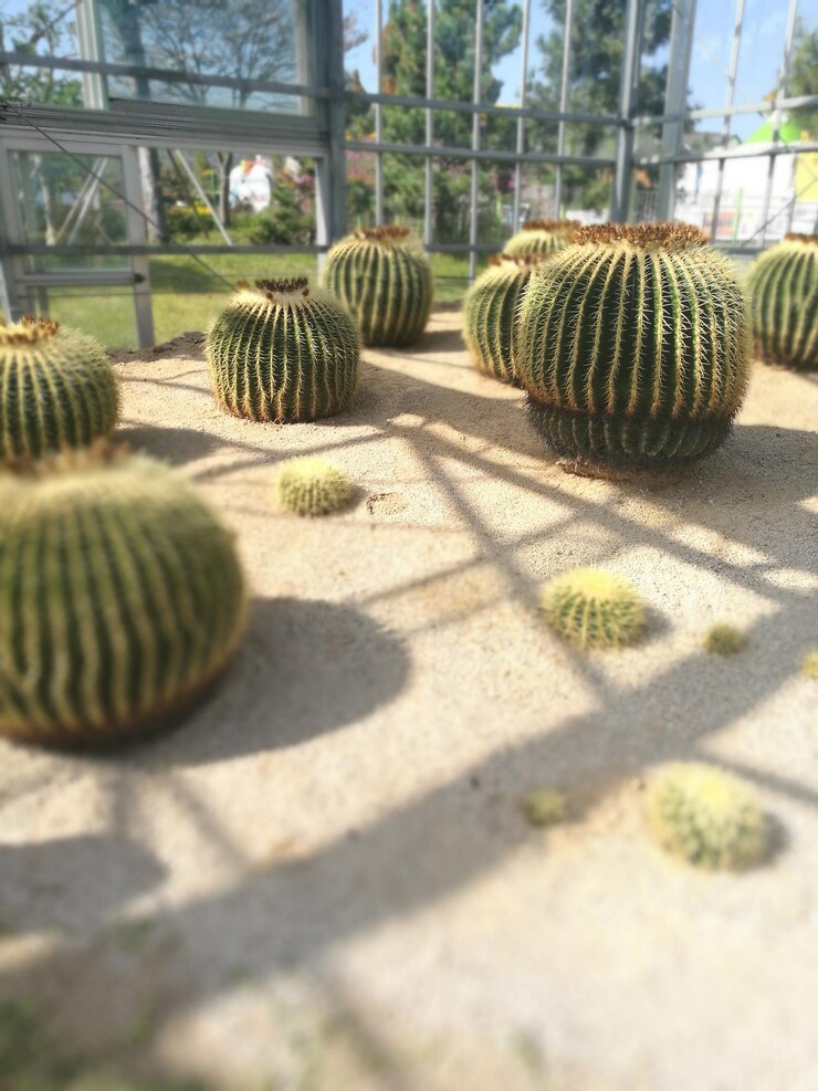Photo ⁇ 투스 의 클로즈업