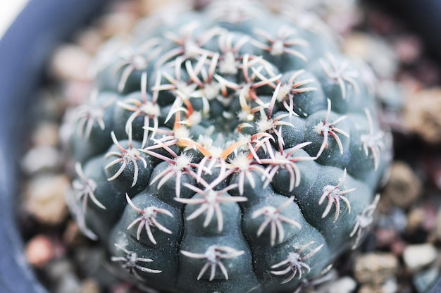 Foto prossimo piano di un cactus