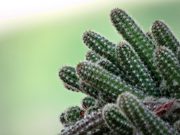 Photo close-up of cactus