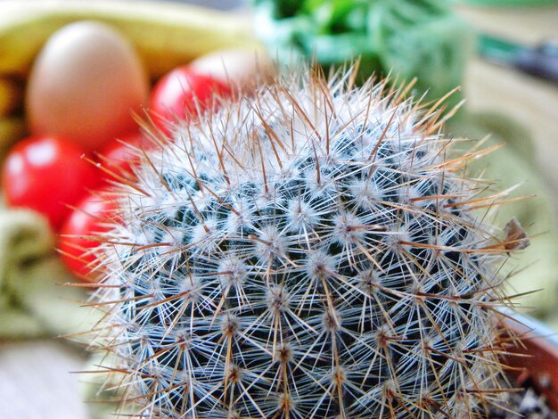 Close-up of cactus