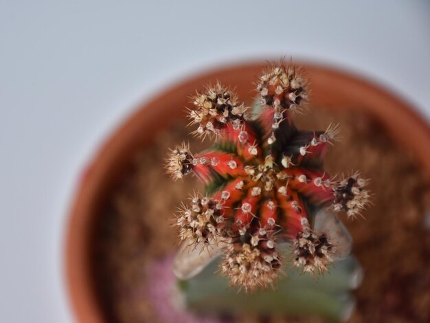 Photo close-up of cactus