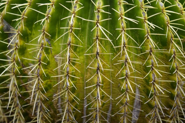 Close-up of cactus