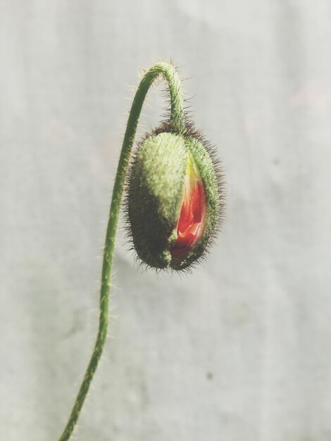 Photo close-up of cactus