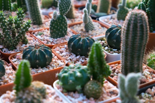 Photo close-up of cactus