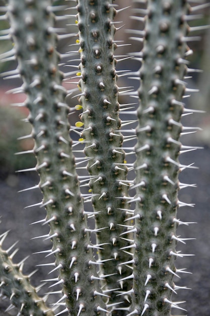 Foto prossimo piano di un cactus