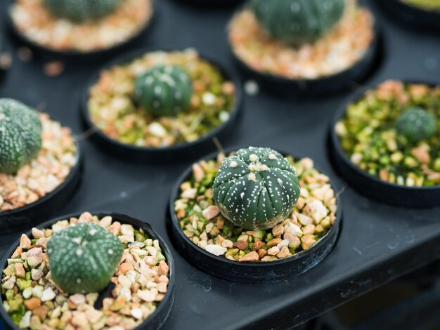 Foto un primo piano di un cactus