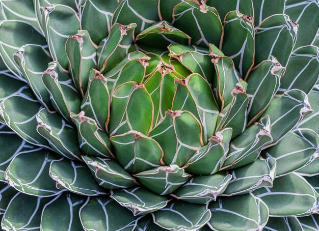 A close up of the cactus