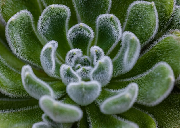 A close up of the cactus