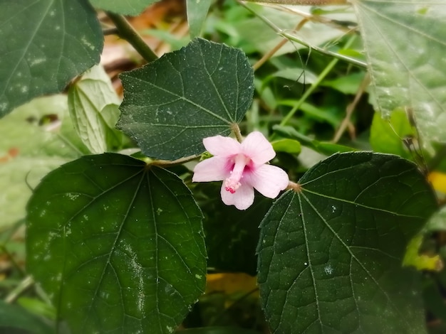 Close up of a caesar weed urena lobata branch with a flower