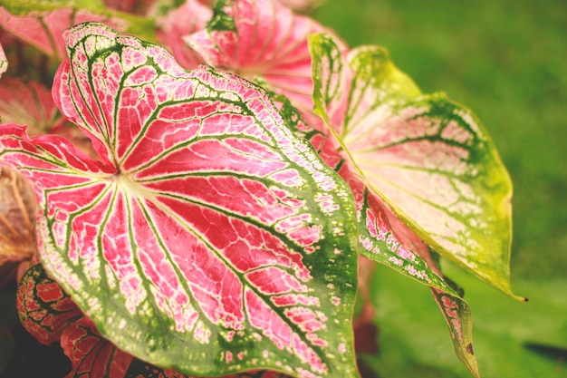 아름다운 분홍색 패턴으로 Caladium bicolor 잎을 닫습니다.