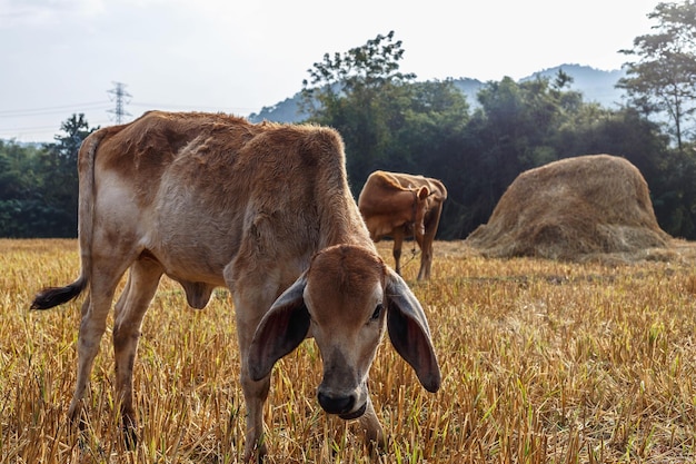 Close-up of a calf in the meadow