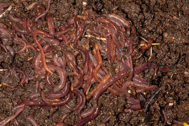 Close up on Californian earthworms, macro photo.