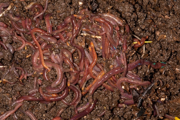 Close up on Californian earthworms, macro photo.