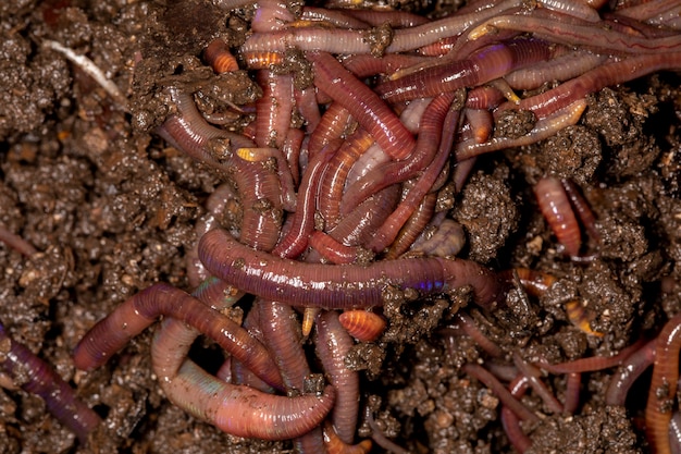 Close up on Californian earthworms, macro photo.