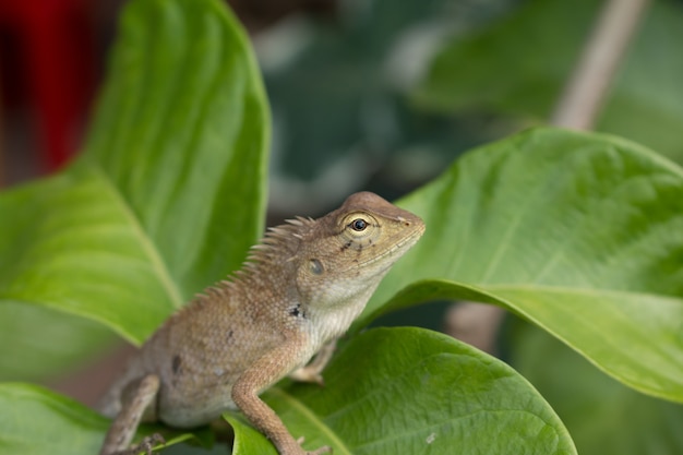 Close up of Calotes versicolor Daudin, Red-headed Lizard or Indian Garden Lizard