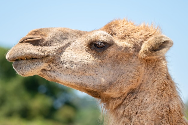 Close up of a camel face