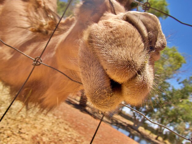 Photo close-up of camel snout