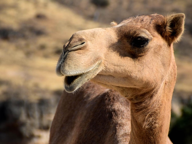 Photo close-up of camel