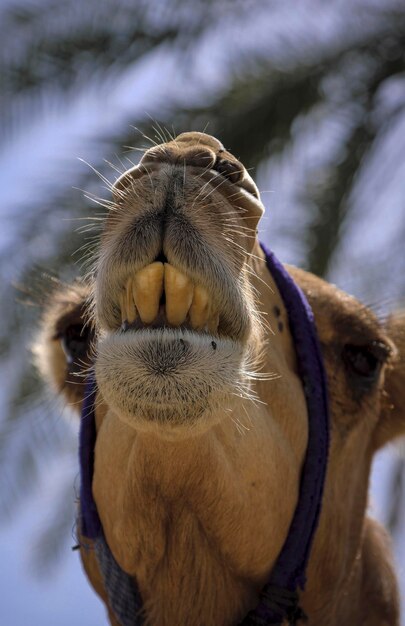 Photo close-up of a camel