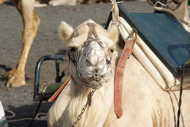 Photo close-up of camel