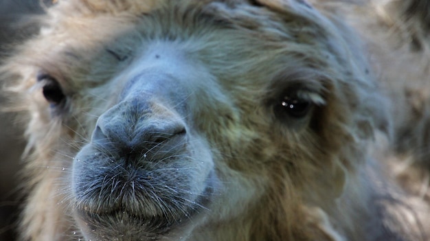 Photo close-up of camel