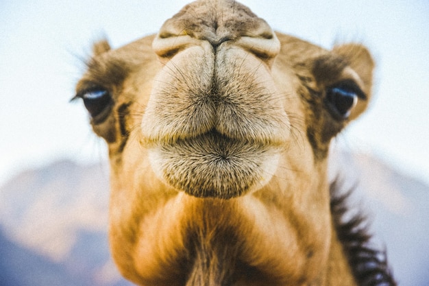 Photo close-up of camel
