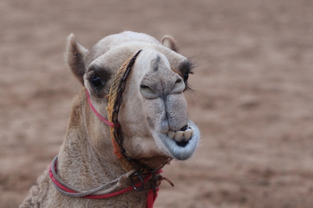 Photo close-up of camel