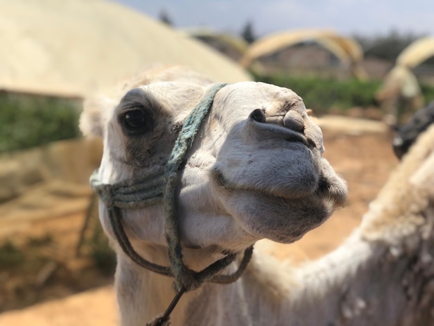 Close-up of camel