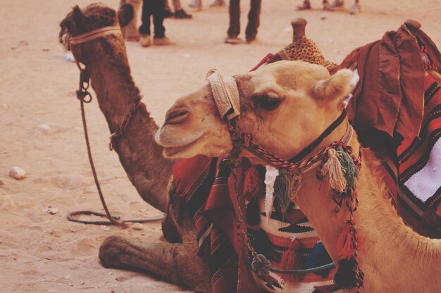 Photo close-up of camels sitting on sand