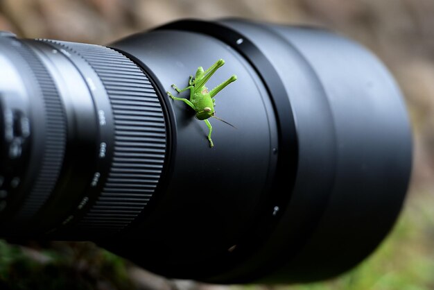 Photo close-up of camera seen through plant