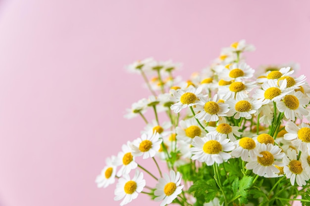 Close up of camomile or chamomile flowers on pink background Wedding or Mothers day card