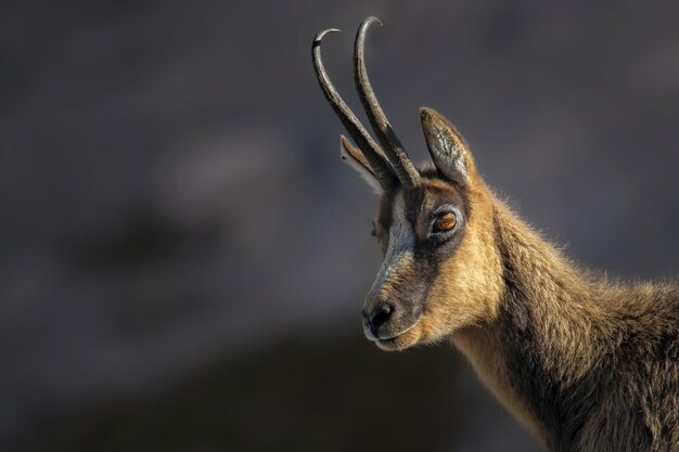 Photo close-up of camoscio