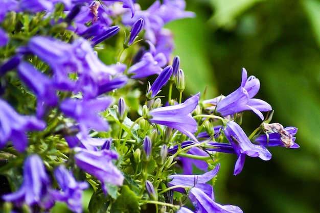 Close-up of campanulas blooming outdoors