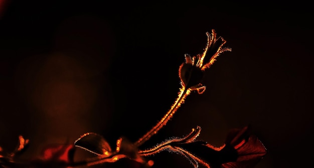 Foto close-up del fuoco di campo sulla pianta di notte