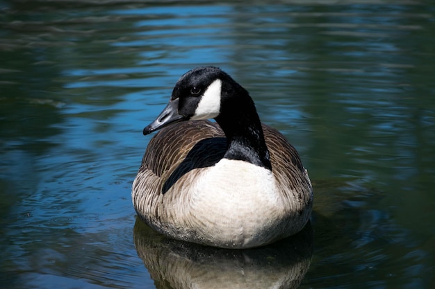 Foto close-up di un'oca canadese che nuota nel lago