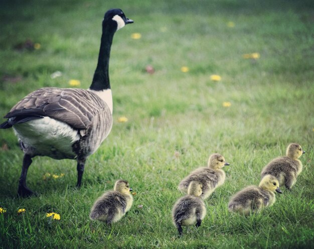 Photo close-up of canada goose with cygnets on grassy field