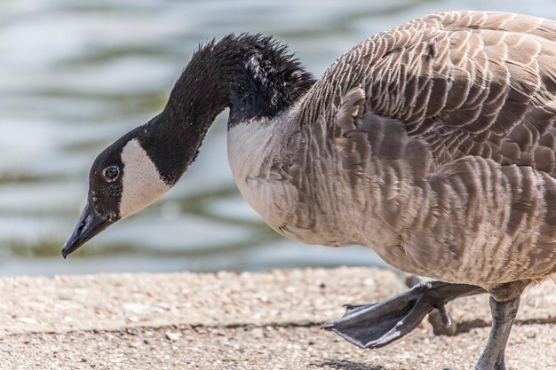 Photo close-up of canada goose