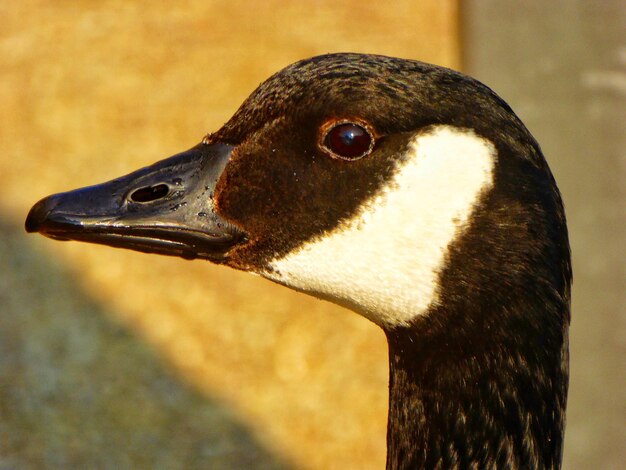 Photo close-up of canada goose