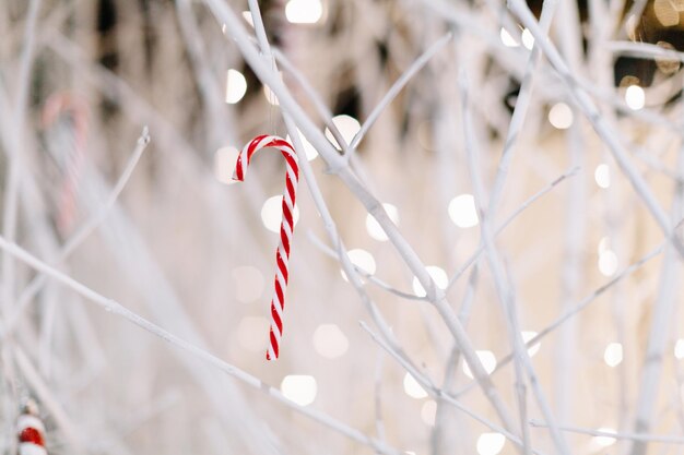 Foto close-up di una canna da caramella sull'albero di natale