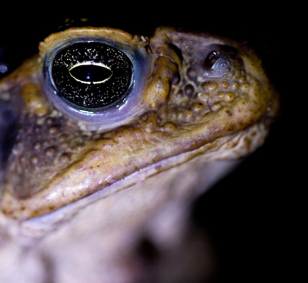 Photo close-up of cane toad