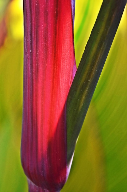 Close up of a Canna Lily leaf