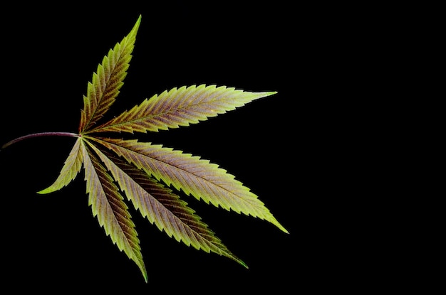 黒い背景に対する大麻の葉のクローズアップ